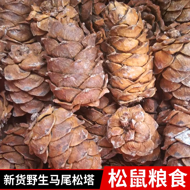 Great Xing'an Ridge wild ponytail pine tower small pine tasting snow ground magic king golden flower squirrels grain snacks pine nuts 