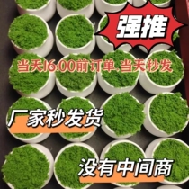 10个装手工迷你加厚小花盆车载钩织diy塑料原料钩带花边填充草坪