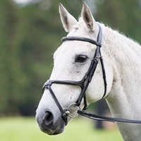 British Shires 8 -Capered Avignon (Avignon) Rockma 8218087