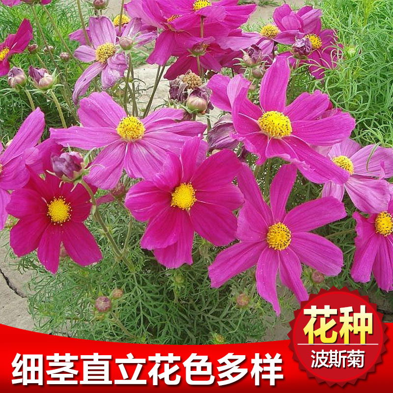 Four seasons sown cosmos seed Gesang flower combination seed greening project bulk grass flower seeds