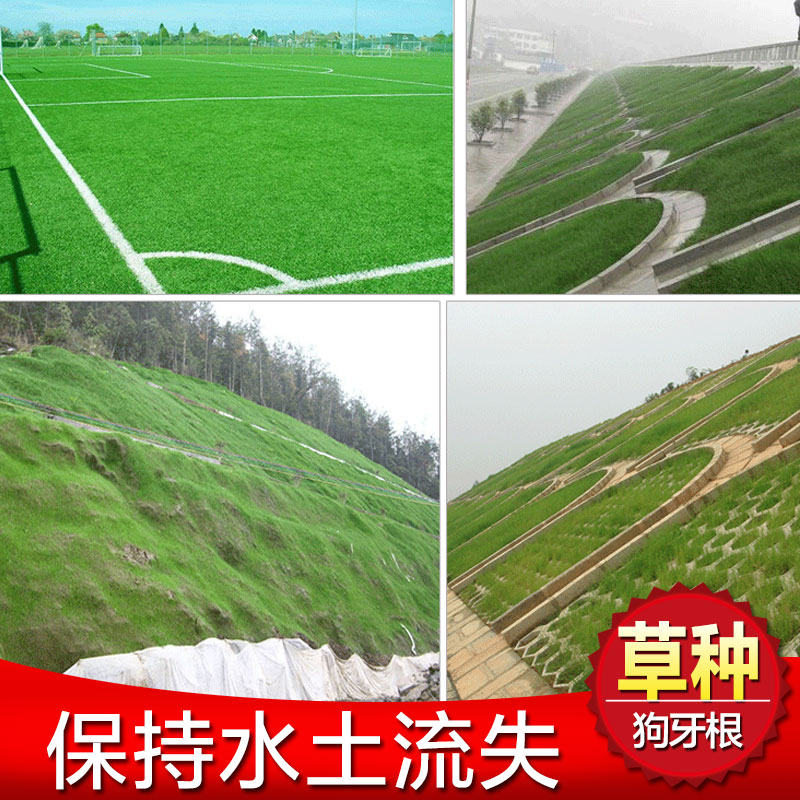 Imported Lawn Seed Four Seasons Green Courtyard Villa Dog Tooth Root Black Wheat Straw Grass Seed Resistant to cold and pasture grass not pruned