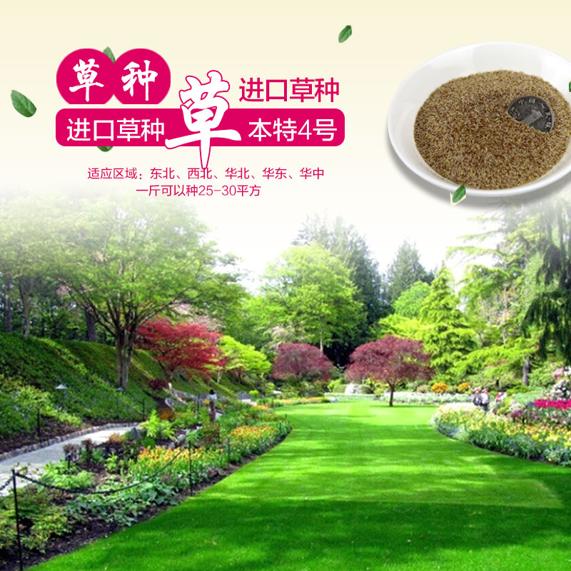 Carpet grass lawn seeds velvet cut Yingbent villa 4 golf course scenic lawn seeds