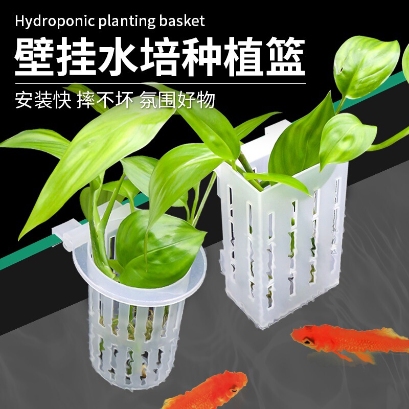 Aquatic Plant Fixing Rack for Wall-Mounted Hydroponic Plants, Green Radish Cultivation, Fish Tank Hanging Basket, Pennywort