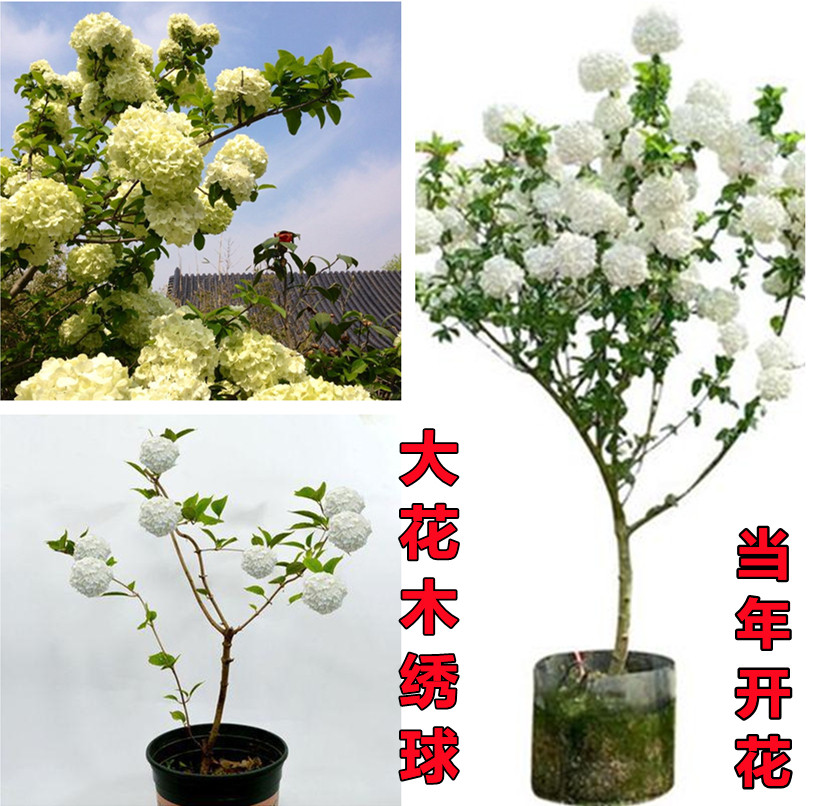 Potted wood Benny embroidered Chinese wood embroidered ball Miao sapien sapien embroidered ball Miao Miao Miao with 8-fairy embroidered ball