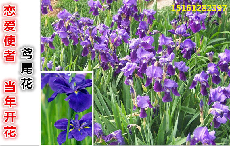 Potted Kite Tail Flower Miao Blue Kite Tail Flowering Miao Miao Blue Butterfly Purple Butterfly Flat Bamboo Flowers