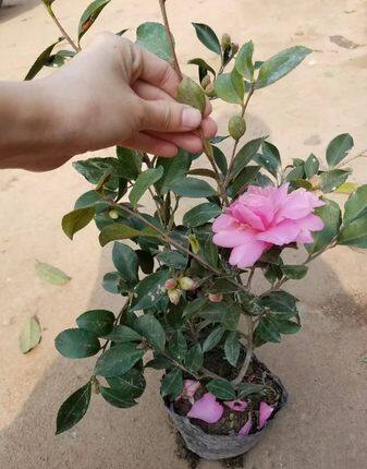 Balcony Courtyard Flower Plant Indoor outdoor evergreen of the year Blossom Tea Plum Blossom Potted Mountain Tea Plum Tree Balls