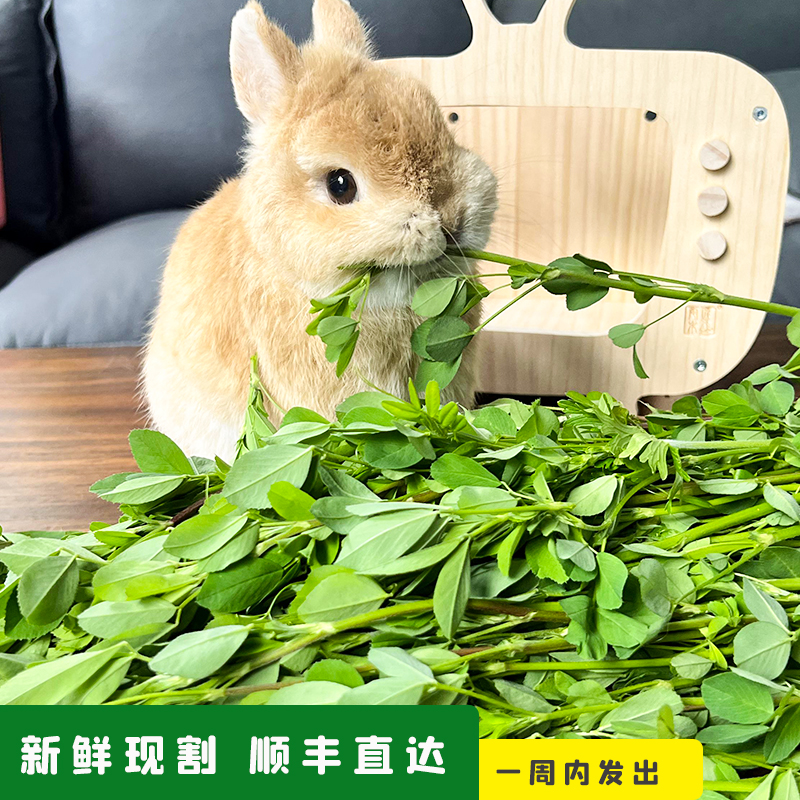 Limited River Zhejiang Shanghai and Zhejiang Fujian Fresh Grass 4 Copies Of Clover Fresh Pasture Grass 250g Rabbit Dragon Cat Dutch Pig Herd Grass