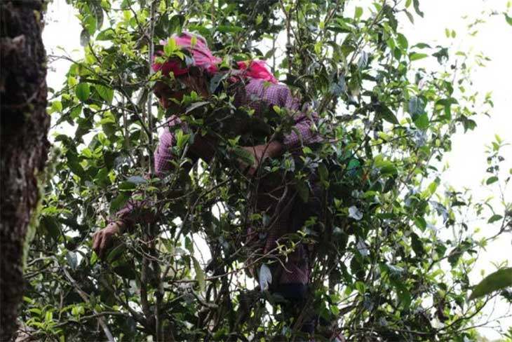 茶農正在采摘鮮