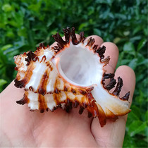 Natural rare sea snail shell black rose spirosy berfish pinning crab replacement shell fish tank water ethnic group view decoration