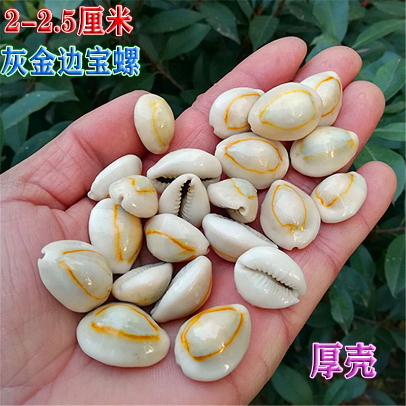 Natural Sea Snail Shells Phnom Penh Po Phnom Penh Bay Fish Tank Water Family Building Terrace Fish Tank Decoration