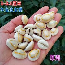 Natural Sea Snail Shells Phnom Penh Po Phnom Penh Bay Fish Tank Water Family Building Terrace Fish Tank Decoration