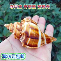 Natural sea snail seashells red mouth flower spin snail roll befish pinning crab replacement shell fish tank water ethnic group view pendulum