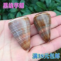 Black Wire Taro Spire Natural Marine Snail Shell Fish Tank Aquarium Water Group View Decoration Rare Specimen Snail Shop Windows Creative Design