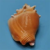 Натуральная редкая раковина Golden Boxing Phoenix Snails Snail Tank Tank Aquarium ландшафт и декоративная домашняя коллекция образец