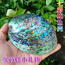 Natural Sea Snail Shells Great Abalone Shell Creative Home Swing Piece Jewellery Containing Soap Box Sage-Sage Fish Tank