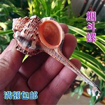 Natural Shells Sea Snail Smoke Bucket Snails Collection Specimen Snail Fish Tank Water Ethnic View Roll Bay Fish Host Crab Replacement Shell
