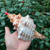 Natural Marine Snail Horn Horn Great Sea Snail Horn Horn Sea Snail Shells Handicraft Creative Gift Children Toy Whistles