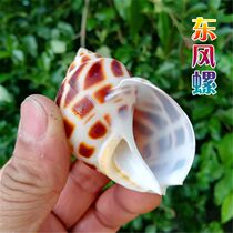 Natural sea snail shells Dongfeng spire Belfish pinning crab replacement shell fish tank water ethnic group view pendulum