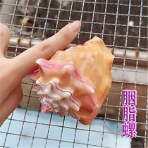 Natural pink sea snail seashells Grease Screw Fish Tank Water Ethnic building decoration Merchants Town Residence Mediterraneum Home Collections