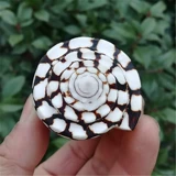 Нормальные раковины улитки на естественных раковинах Мраморная улитка