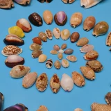 Натуральные редкие раковины сокровища с самин