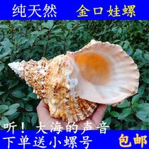 Golden Mouth Great Vajsnail Natural Great Sea Snail Shell Stone Number Screw Fish Tank Building A Creative Home Collection Pendulum