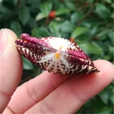 Натуральная раковина раковина масляна раковина, красная стена раковины, свадебное украшение рыбная аквариум -ландшафт