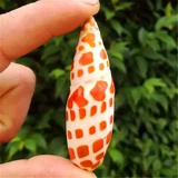 Натуральная раковина раковина koi красная ручка рыба