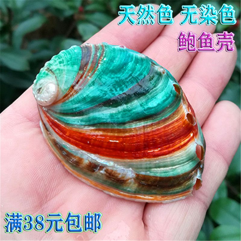 Natural Sea Snail Shells Abalone Shell Seven Colorful Bay Fish Tank Decoration Aquarium Building Terrace Wall Stickup Decoration Pendulum