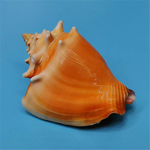 Натуральная редкая раковина Golden Boxing Phoenix Snails Snail Tank Tank Aquarium ландшафт и декоративная домашняя коллекция образец