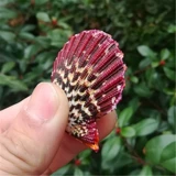 Натуральная раковина раковина масляна раковина, красная стена раковины, свадебное украшение рыбная аквариум -ландшафт