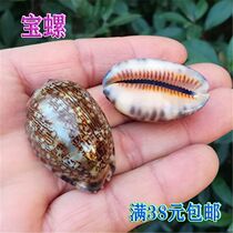 Natural Marine Snail Shells Large Treasure Snail Rare Specimen Snail Fish Tank Aquarium Design Shop Window Map Collection Hem