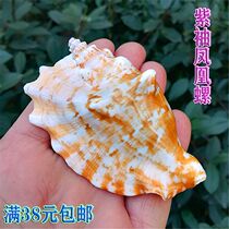 Natural sea snail shells purple sleeves phoenix fish tank water family building decoration shop windows design Mediterranean home pendulum pieces