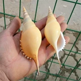 Натуральная раковина раковина Martin Long Nose Collection Образец из образцов