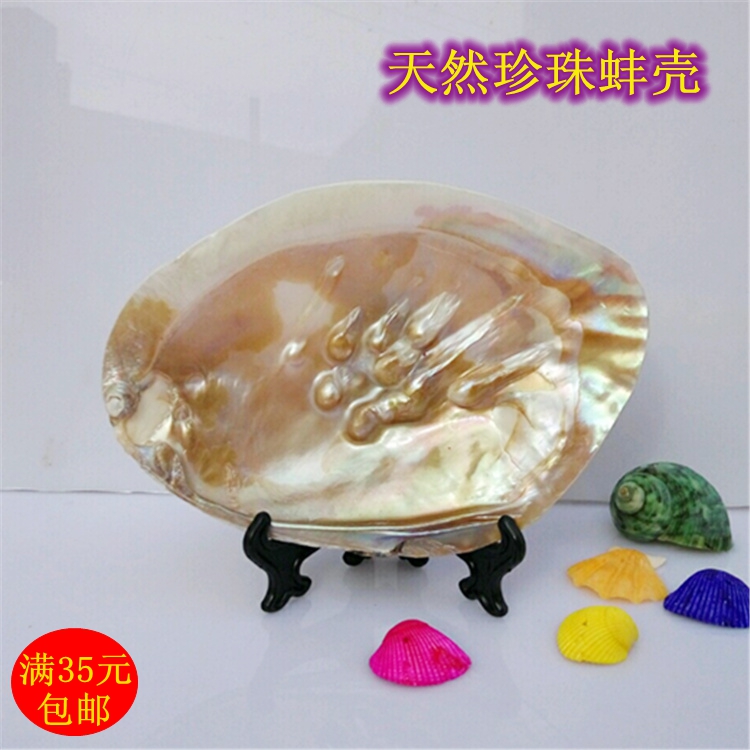 Natural conch shell about 15 cm pearl shell clam shell Mediterranean creative home decoration