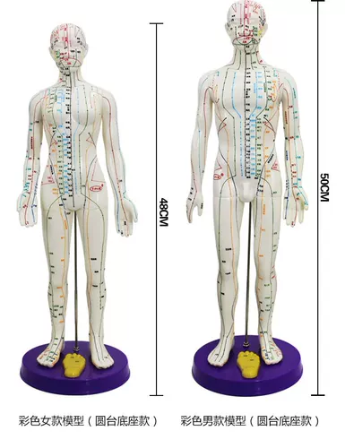 Физиологичное иглоукалывание подходит для мужчин и женщин для всего тела, большой манекен головы, обучение