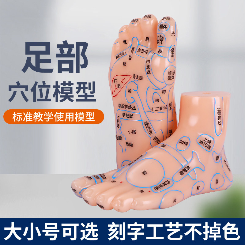足底按摩穴位反射区模型高清软质脚模足疗推拿保健图解工具