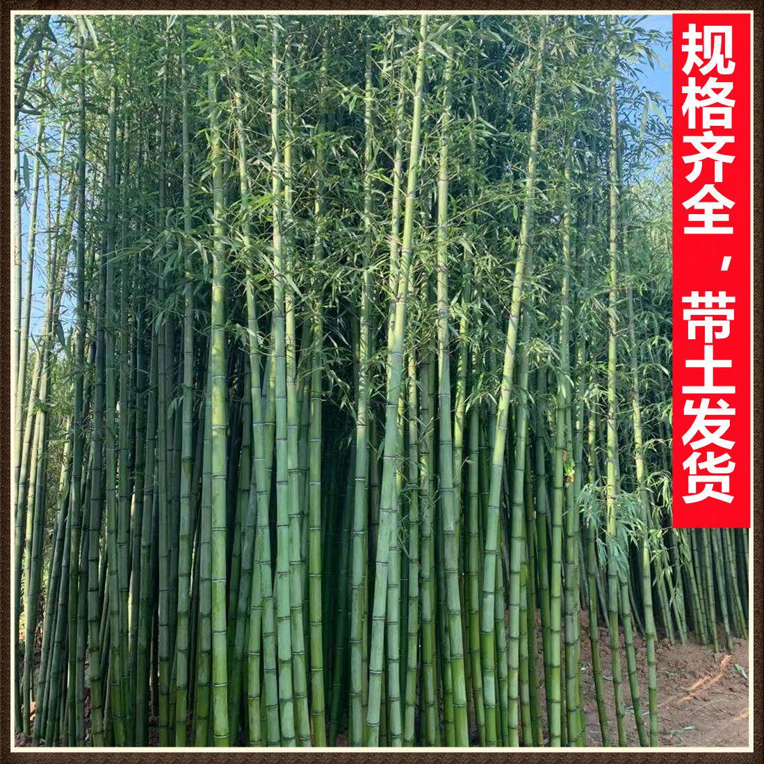 🌿庭院新宠！紫竹苗、罗汉竹、毛竹，打造你的北国绿洲！?-观叶 /花灌木-淘宝好物网