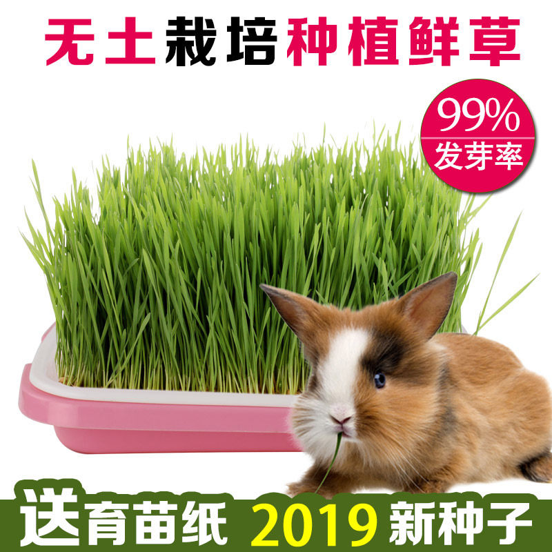 Pets cultivation Fresh grass No soil hydrobacter Wheat Grass Rabbit Dutch pig Vic fresh grass Timothy Moshe pasta cat mint