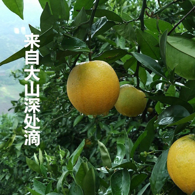 湖北秭归伦晚脐橙怎么选?新手也能秒变水果达人!-好物推荐-淘宝好物网
