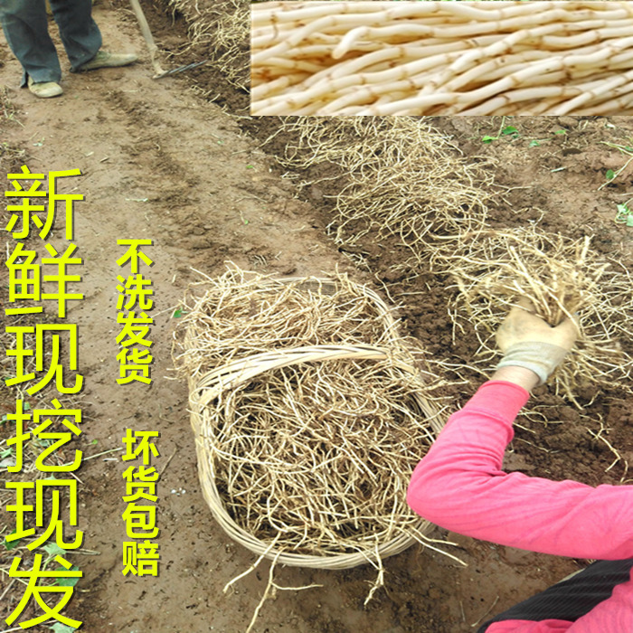 Farmhouse Wild Vegetables Freshly Dug with Heartleaf Houthouti Root Wild Houthouti Tea Side Earthen Root 2 catties