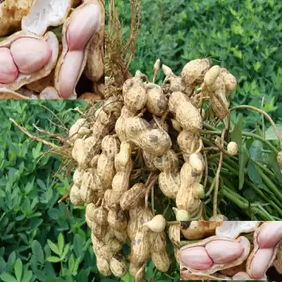 Fresh wet peanuts produced by farmers with shells, red skin peanuts, new natural raw peanuts, dried fruits, special 5 kg