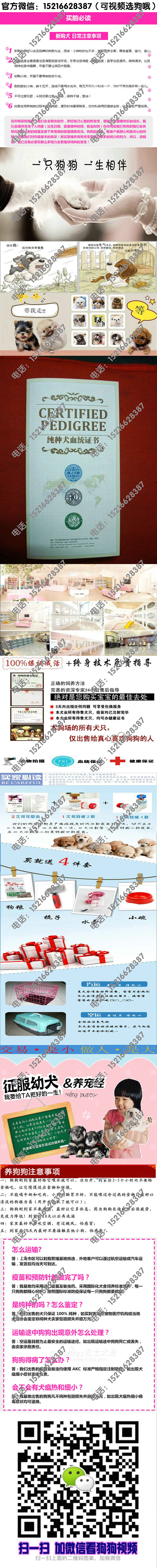 泰迪熊价格 泰迪熊哪里买卖 便宜泰迪 最好的泰迪