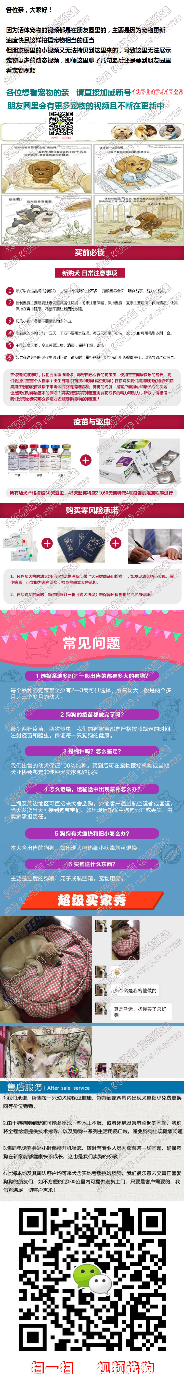 珠海小鹿犬价格出售珠海哪卖小鹿多少钱