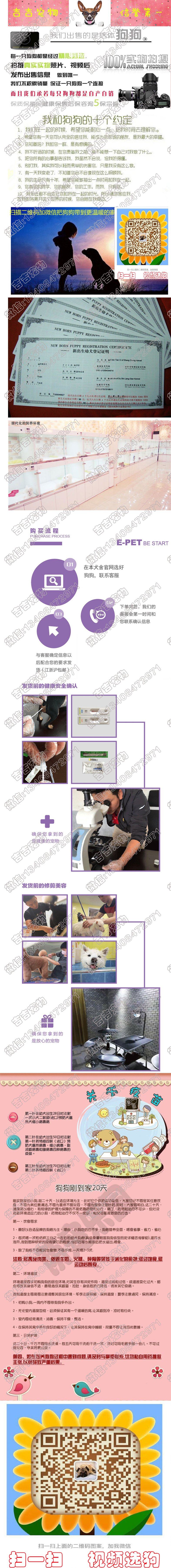 甜蜜可爱的纽芬兰，包纯包养活