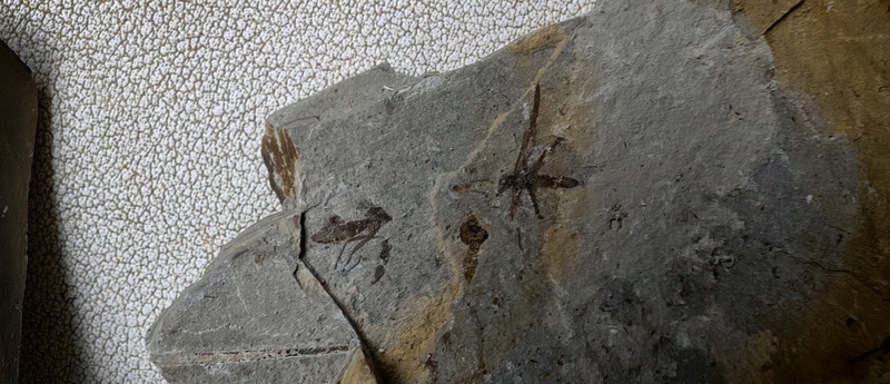 Liaoxi Ancient Biological Fossils, Fossil Insects of the Diptera Order, Mosquito Fossils, Science Education Tools, Museum Display Items