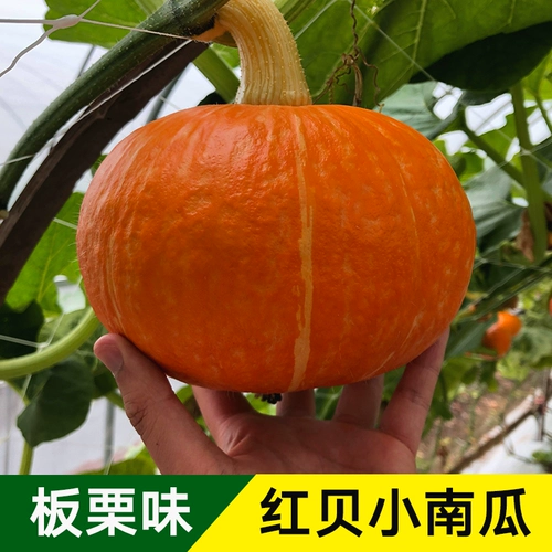 Красная Beibei тыквенные семена каштана высокая -подвеска сладкие золотые семена тыквы весна четыре сезона балкон -фермерские
