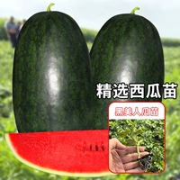 Черная красавица саян арбуза 6 деревьев