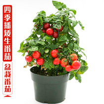 Dwarf cherry Tomato seed Virgin fruit seedling Tomato seedling Balcony spring four seasons potted vegetable seedling larvae