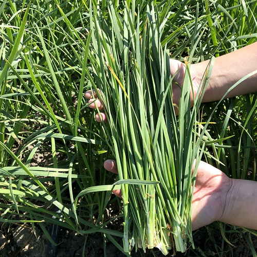 Shandong Small Fine -Leek Seeds 孑 Roots Leek Miao Farmers старые разнообразии Семейные балкон весенний четыре сезона